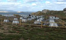 La u�a de gato, de vivos colores, procede de Sud�frica. 