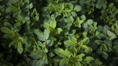 Imagen de archivo de unas plantas