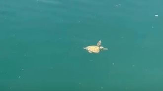 El ejemplar de tortuga com�n avistado en la d�rsena de Malpica ayer, viernes.