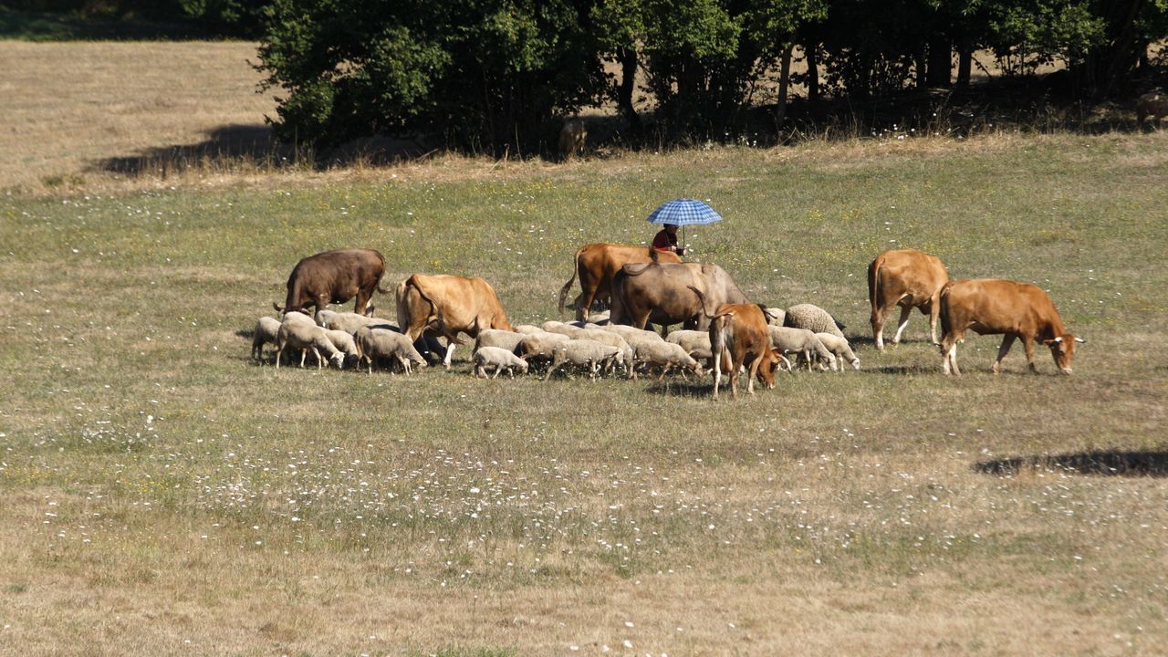 El ejército que Galicia necesita para ayudar a combatir el fuego: más de 400.000 vacas, ovejas y cabras en pastoreo