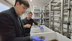 El consejero de Ciencia, Industria y Empleo del Gobierno de Asturias, Borja Snchez, con una muestra de las larvas de mosca en su mano.