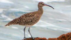 Ejemplar de zarapito trinador