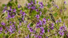Una tarabilla posada sobre una rama de malvas en los campos de la Torre