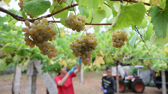 Imagen de este mes de agosto de las labores de vendimia en una explotaci�n de la denominaci�n R�as Baixas.