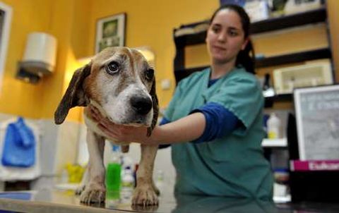 Uno de los �ltimos perros recuperados por los veterinarios de la cl�nica Argos de Cee.