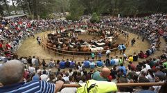 Rapa das Bestas de Amil