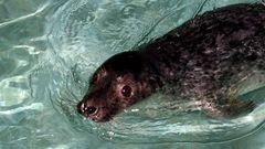 Un le�n marino en el acuario de O Grove