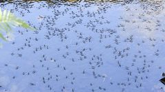 INSECTOS EN UN R�O DE CARBALLO 