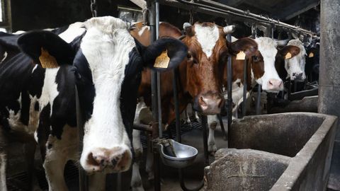 Fenil asegura que en Espa�a se ha registrado un incremento de la producci�n de leche