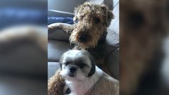 Schopenhauer, expo�ente do pesimismo filos�fico, non ti�a reparos en confesar que nalg�ns momentos a compa��a canina era preferible � humana.