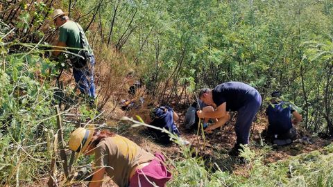 Un grupo de voluntarios eliminando una colonia de mimosas que se form en los alrededores de la aldea de Pieiro, en el norte del municipio