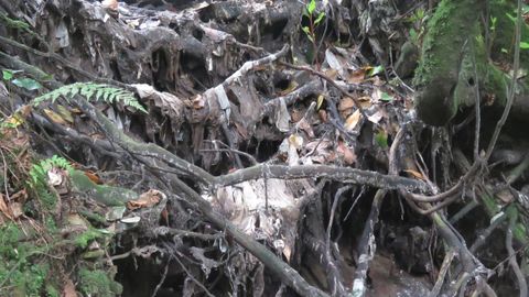 Vertido en Novellana