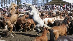Dos caballos se enfrentan en el Curro da Capelada.