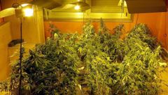 Plantaci�n 'indoor' de marihuana
