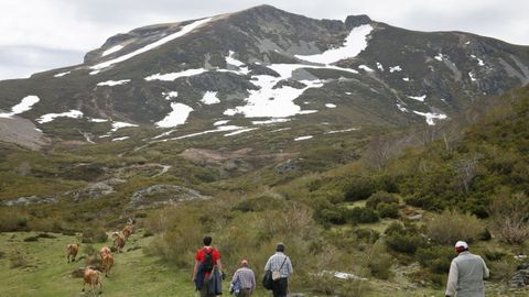 Vacas en las monta�as de Cervantes