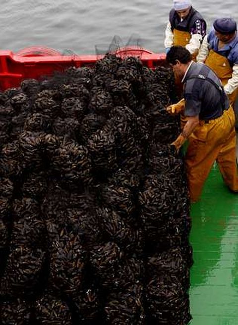 Opmega juega un papel fundamental en el sector mejillonero.