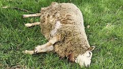 Un lobo mat&oacute; a esta oveja, pre&ntilde;ada, que estaba pastando en una finca de Cumi&aacute;ns, Montemaior.