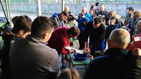 El desove de 2017 organizado por la Sociedad de Pescadores Las Mestas