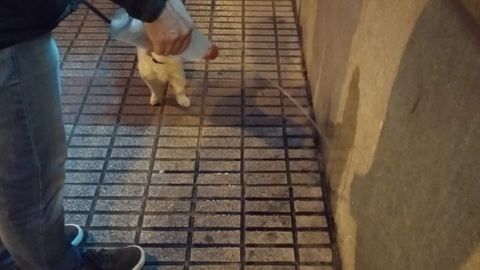 Un gijon�s echa agua jabonosa sobre el or�n de su perro