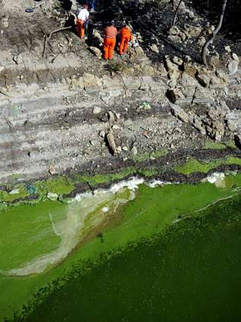 Imagen de archivo de cianobacterias en As Conchas
