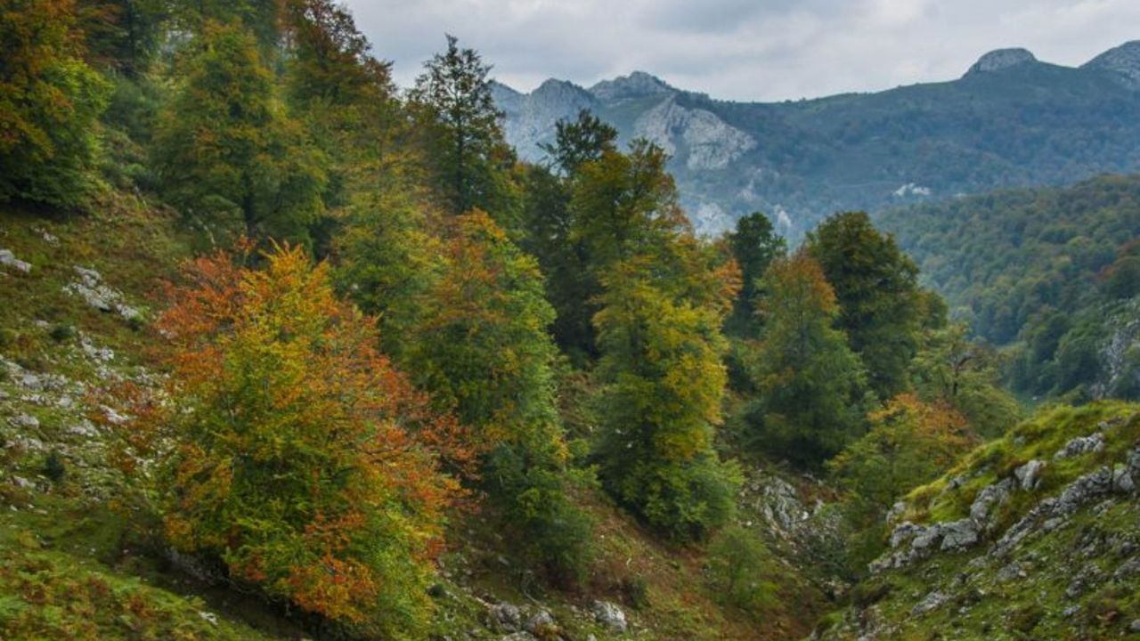 Científicos asturianos revelan cómo se recuperan los bosques del noroeste tras el abandono rural