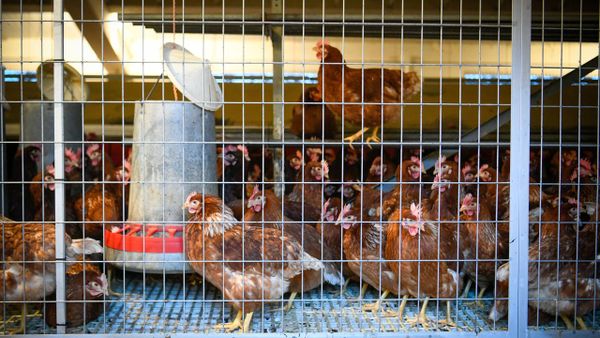 Agricultura asegura que no hay fecha para poner fin al confinamiento de las gallinas