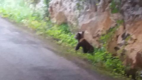 El osezno de tres meses fue rescatado en los montes de Proaza