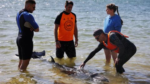 Una cr�a de ballena apareci� este mediod�a en Santa Cristina