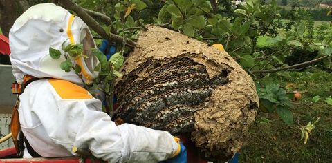 Un operario retira un nido de avispa asitica