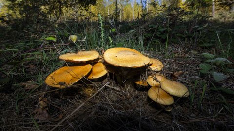 Un grupo de setas en un bosque de Carballo. 