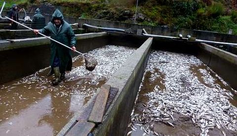 El muro de la presa cedi ante la crecida y las truchas murieron al quedarse las balsas sin agua.