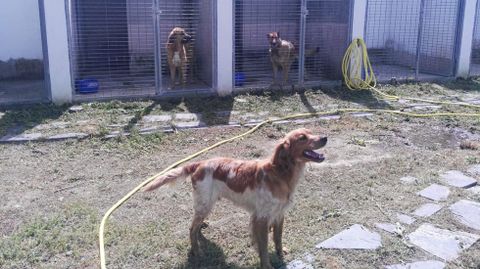 Perros custodiados en el refugio de animales de Quiroga, el �nico municipal de la provincia de Lugo