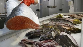 En primer plano, un salm�n de granja y, a la derecha, el �ltimo de los pescados es merluza salvaje.