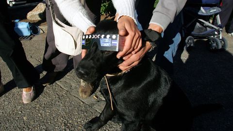 Un perro ataviado con unas gafas de protección para ver un eclipse, en una fotografía de archivo