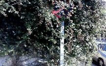 Otra se�al de tr�fico oculta totalmente por el exceso de vegetaci�n. 