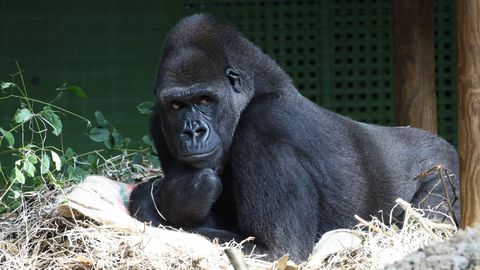Un primate en Cab�rceno.