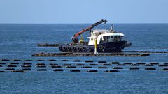 Bateas �long lines� de captaci�n de mejilla en Muros, proyecto impulsado por Opmega