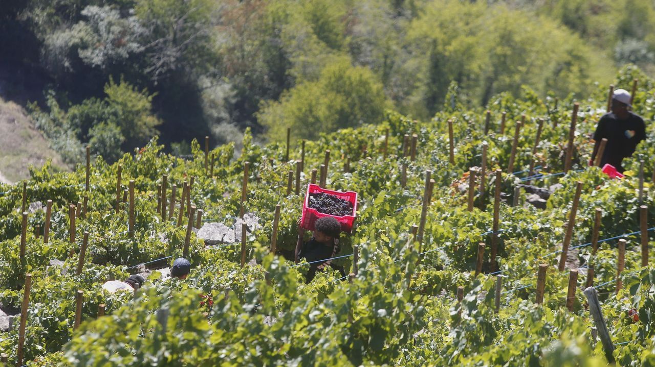 Galicia afronta la recta final de la vendimia con 73,8 millones de kilos de uva