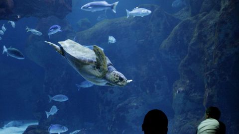 Vista de uno de los tanques del Bioparc Acuario de Gij�n