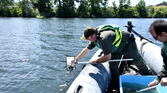 Suelta de alevines de salm�n en el r�o Mi�o.