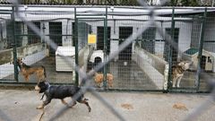 Instalaciones de la Protectora de Animales de Lugo