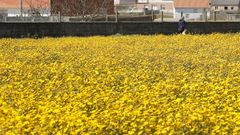 La t�pica floraci�n en primavera lleva impl�citos problemas para los al�rgicos.