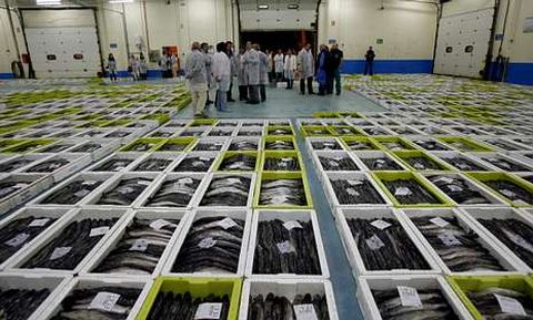 La flota de A Mari�a es la m�s beneficiada por la cuota de merluza; en la foto, la lonja de Burela.