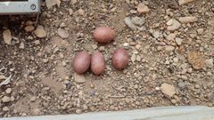 Huevos de halc�n peregrino
