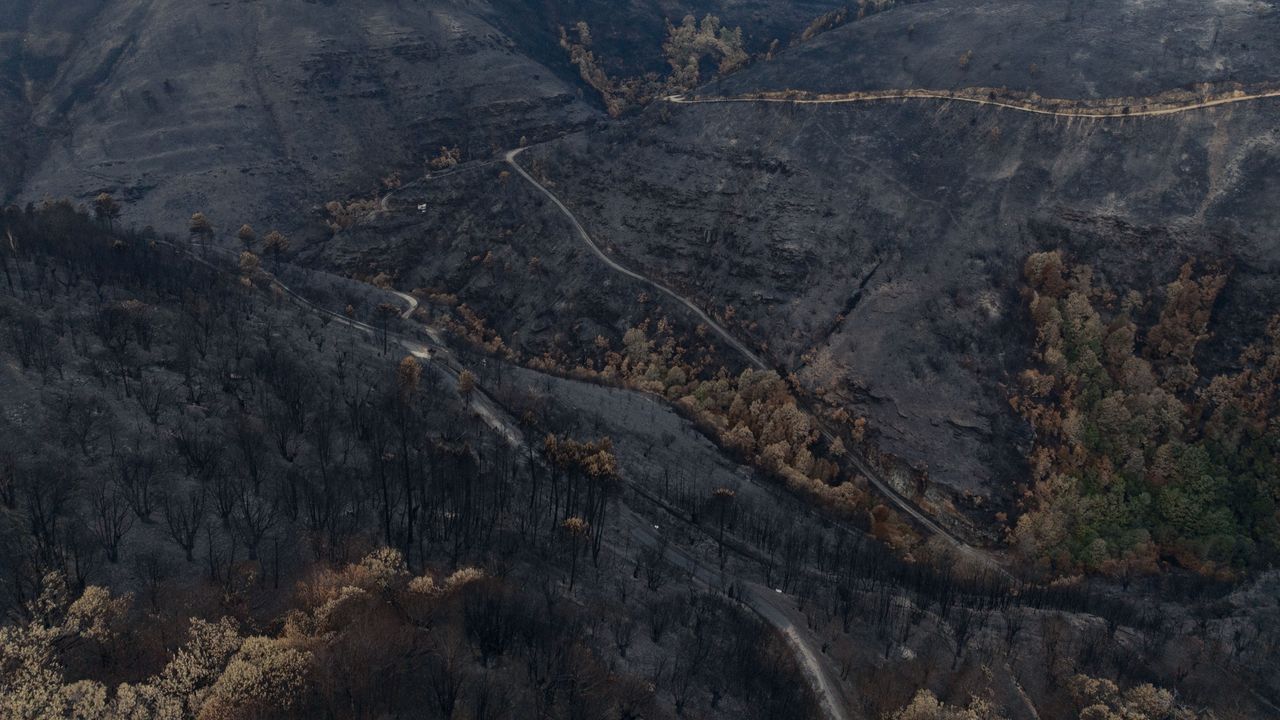 La cadena forestal se compromete a mantener los precios de la madera quemada