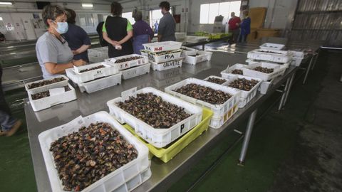 El percebe es el producto m�s cotizado por delante de lenguado, lubina, besugo y rodaballo