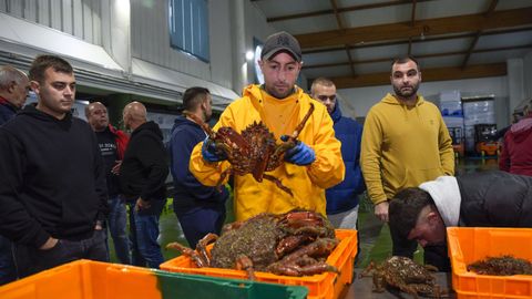 Inicio de la campaa de la centolla en la lonja de Bueu
