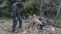 Las unidades caninas colaboran en la bsqueda de jabales en Catalua