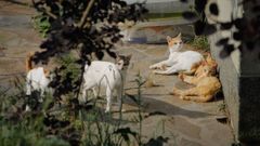 Gatos en una finca de Pravio, en Cambre