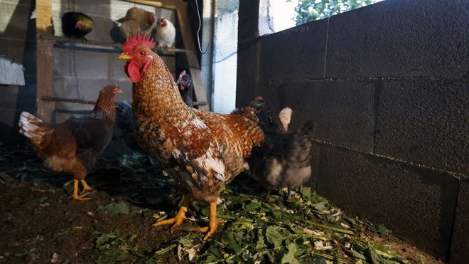 Galieiro de Cambados.